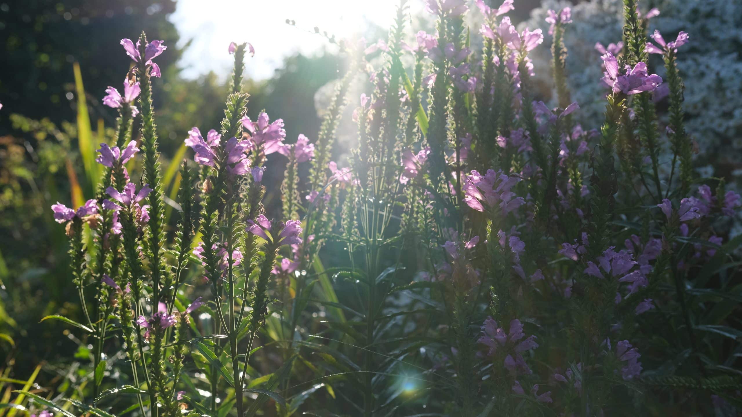 Blüten am Weltenhof im Frühjahr
