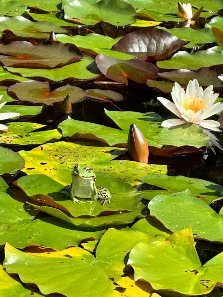 Seerosenteich, Frosch am Weltenhof. Küss den Frosch und erblicke die Magie